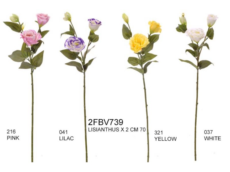 LISIANTHUS X 2 CM 70 C/1 BOCCIOLO 